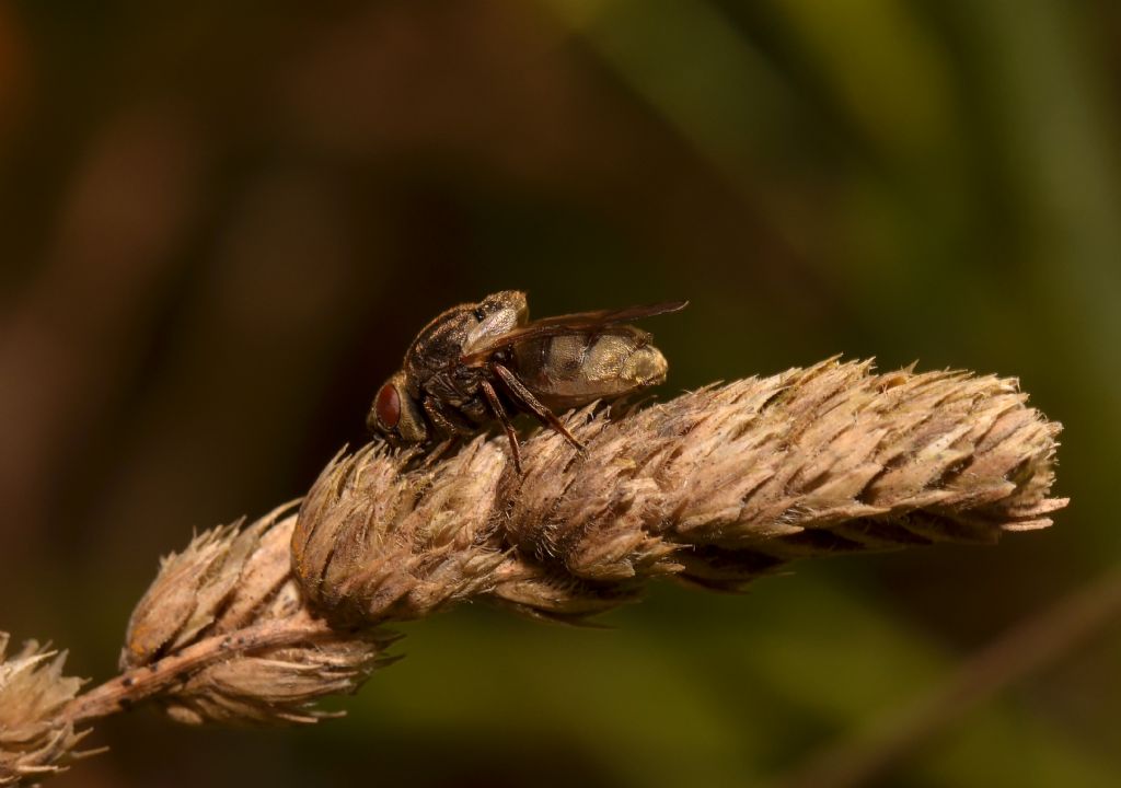 Lipara lucens (Chloropidae)